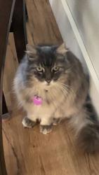 Lost Female Cat last seen Behind Winn Dixie - 17-92 Fern Park across from Walgreens, Casselberry, FL 32730