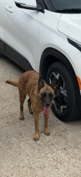 Found/Stray Female Dog last seen Space center blvd and spencer hwy, Pasadena, TX 77505