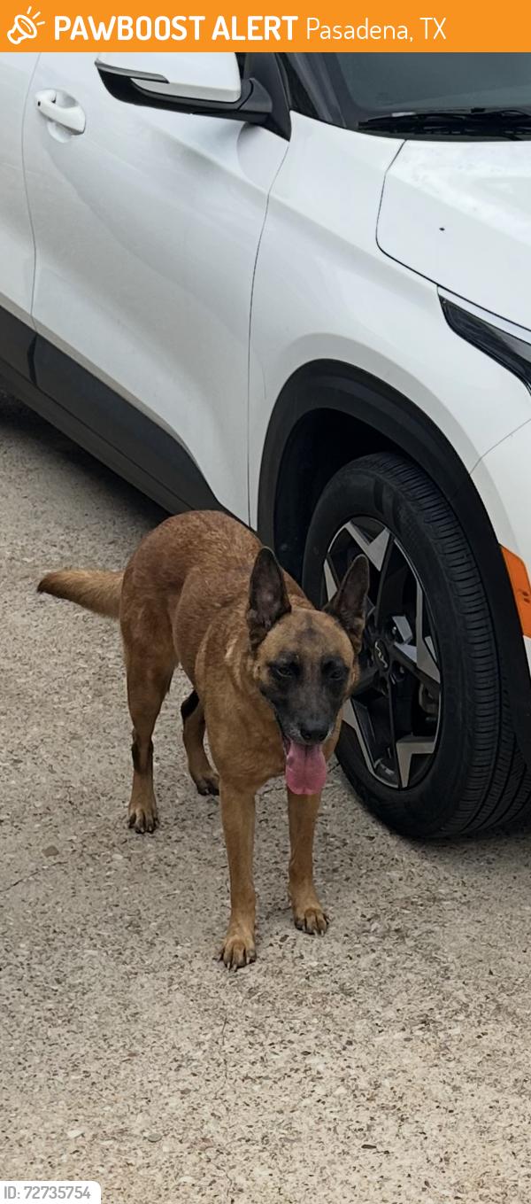 Found/Stray Female Dog last seen Space center blvd and spencer hwy, Pasadena, TX 77505