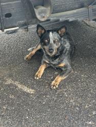 Found/Stray Male Dog last seen Racine, Memphis, TN 38111