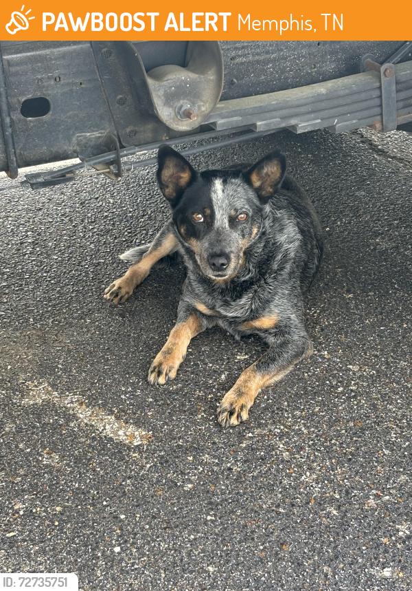 Found/Stray Male Dog last seen Racine, Memphis, TN 38111