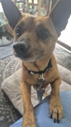 Found/Stray Male Dog last seen Lower Mill Road, Chattanooga, TN 37343