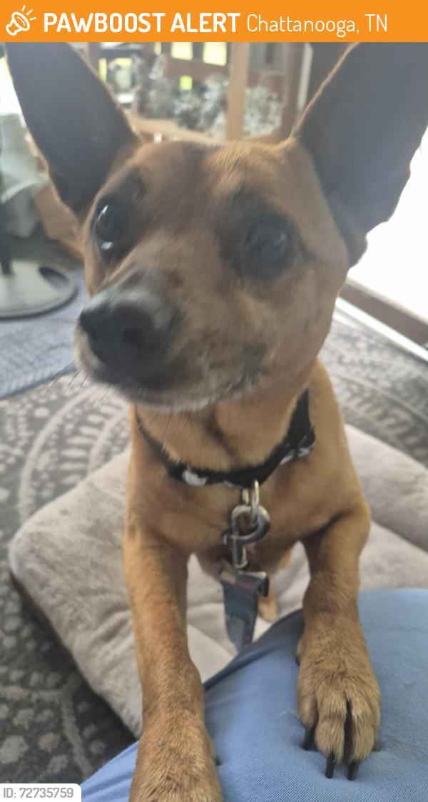 Found/Stray Male Dog last seen Lower Mill Road, Chattanooga, TN 37343