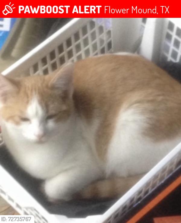 Lost Female Cat last seen Flower Mound High School, Flower Mound, TX 75028