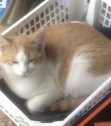 Lost Female Cat last seen Flower Mound High School, Flower Mound, TX 75028
