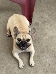 Lost Male Dog last seen River point apmts basketball court, San Angelo, TX 76903