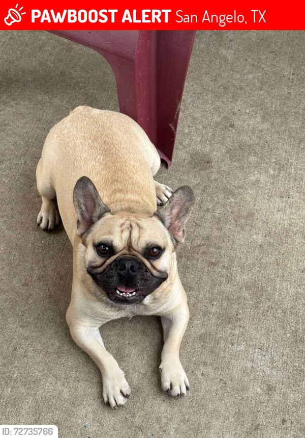 Lost Male Dog last seen River point apmts basketball court, San Angelo, TX 76903