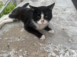 Found/Stray Male Cat last seen 16th st and Lafayette road , Indianapolis, IN 46222