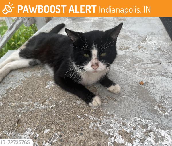 Found/Stray Male Cat last seen 16th st and Lafayette road , Indianapolis, IN 46222