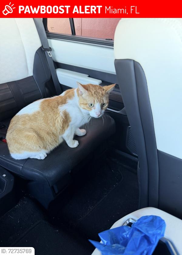 Lost Male Cat last seen NW 32nd St area, Miami, FL 33142, Miami, FL 33142