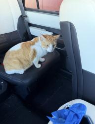 Lost Male Cat last seen NW 32nd St area, Miami, FL 33142, Miami, FL 33142