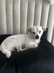 Lost Male Dog last seen La Aloma Apartments on Semoran Blvd entrance , Winter Park, FL 32792