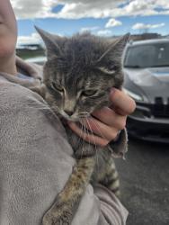 Found/Stray Female Cat last seen Near W 300 S, Syracuse, UT 84075, Syracuse, UT 84075