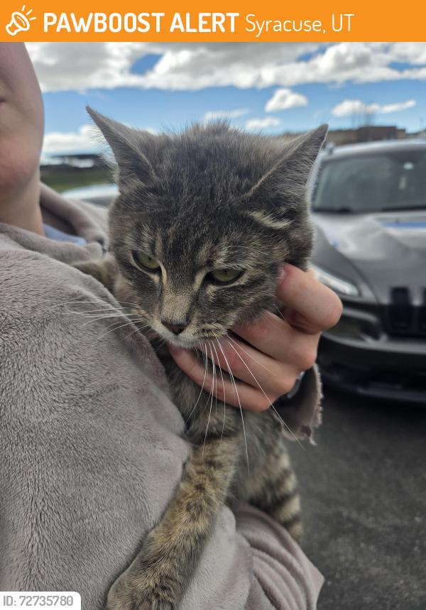 Found/Stray Female Cat last seen Near W 300 S, Syracuse, UT 84075, Syracuse, UT 84075