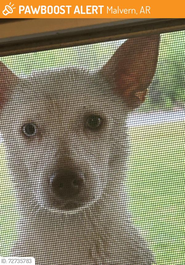 Found/Stray Female Dog last seen Magnet Cove School, Malvern, AR 72104