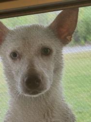 Found/Stray Female Dog last seen Magnet Cove School, Malvern, AR 72104