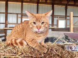 Found/Stray Male Cat last seen Riggin Rd near the Bypass, Muncie, IN 47303