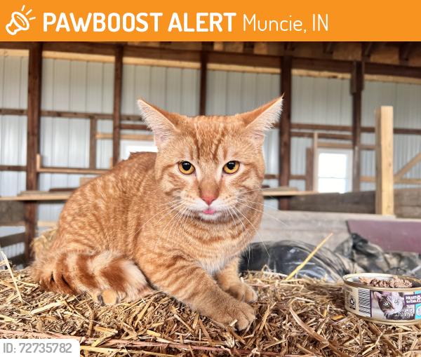 Found/Stray Male Cat last seen Riggin Rd near the Bypass, Muncie, IN 47303