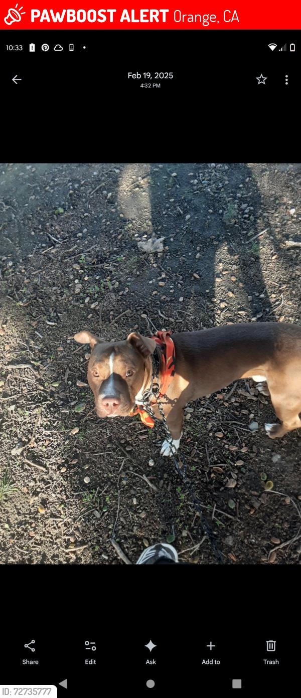 Lost Male Dog last seen On Parker St , Orange, CA 92868