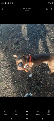 Lost Male Dog last seen On Parker St , Orange, CA 92868