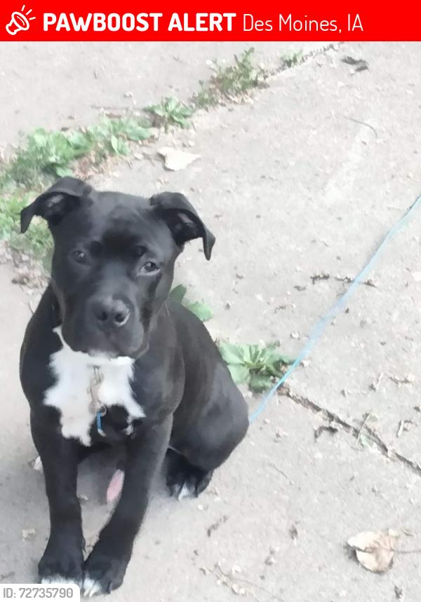 Lost Male Dog last seen SE 5th st, Des Moines, IA 50315