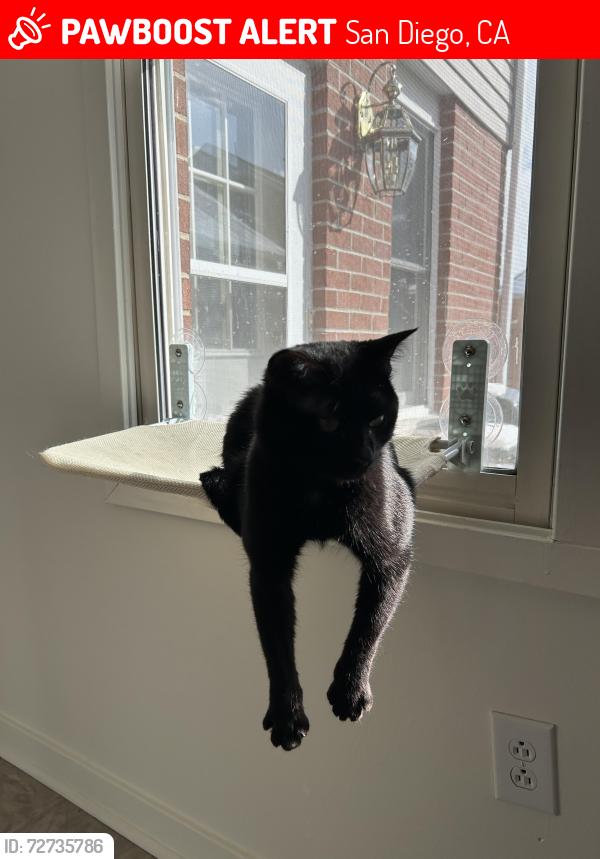 Lost Male Cat last seen Near Edinburgh ct San Diego, San Diego, CA 92120