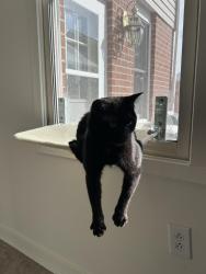 Lost Male Cat last seen Near Edinburgh ct San Diego, San Diego, CA 92120