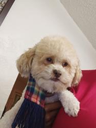 Lost Male Dog last seen Near s Topeka st, Wichita, KS 67214