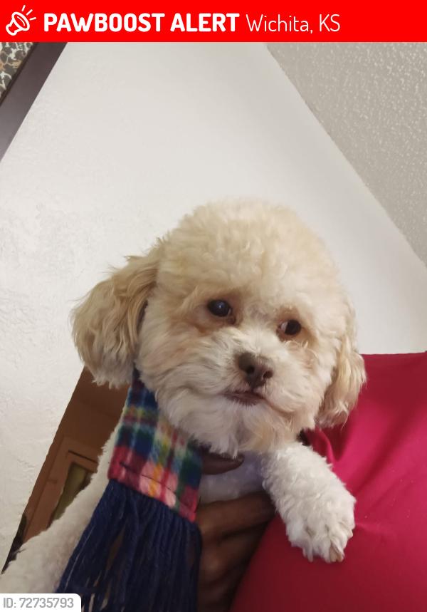Lost Male Dog last seen Near s Topeka st, Wichita, KS 67214