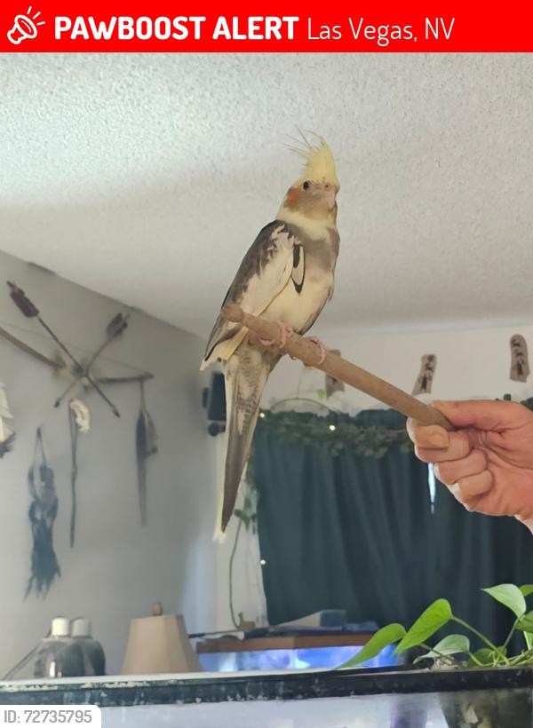 Lost Female Bird last seen Nellis, Hacienda, Mt Vista, Las Vegas, NV 89120