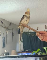 Lost Female Bird last seen Nellis, Hacienda, Mt Vista, Las Vegas, NV 89120