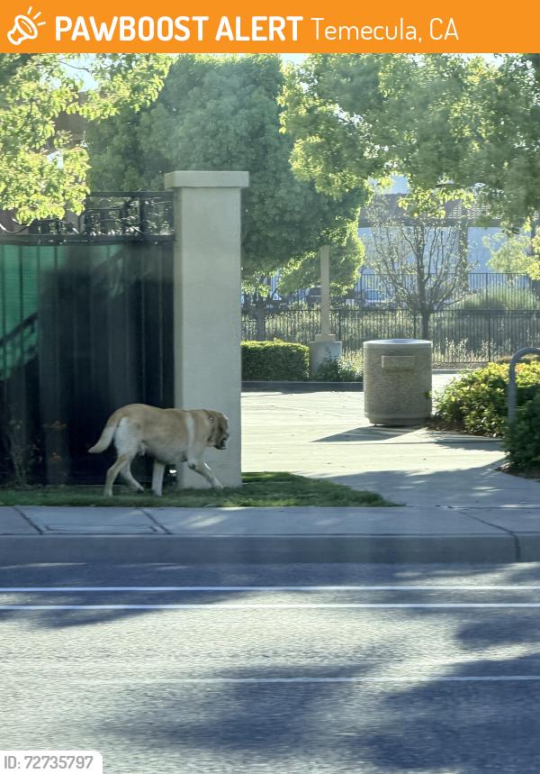 Found/Stray Unknown Dog last seen De Porto La rd, Temecula, CA 92591