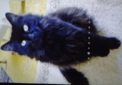 Lost Male Cat last seen Rory Lane (mobile  park), Simi Valley, CA 93063