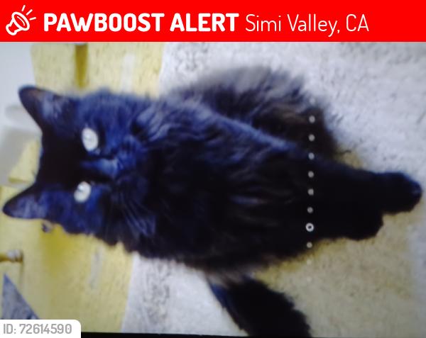 Lost Male Cat last seen Rory Lane (mobile  park), Simi Valley, CA 93063