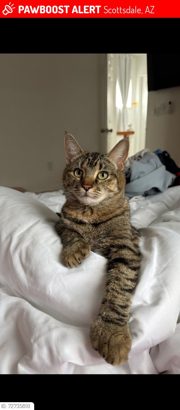 Lost Female Cat last seen Hohokam elementary school, Scottsdale, AZ 85257