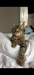 Lost Female Cat last seen Hohokam elementary school, Scottsdale, AZ 85257