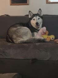 Lost Female Dog last seen Near maypole road Upper Darby , Upper Darby Township, PA 19082