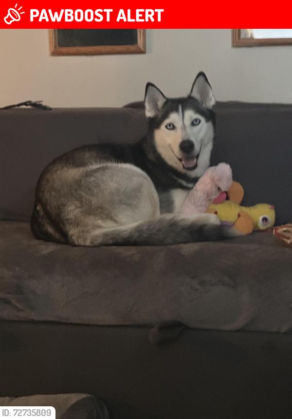 Lost Female Dog last seen Near maypole road Upper Darby , Upper Darby Township, PA 19082