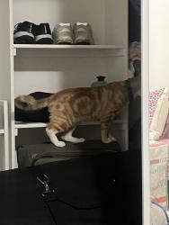 Found/Stray Male Cat last seen Canoga and Roscoe, Los Angeles, CA 91304