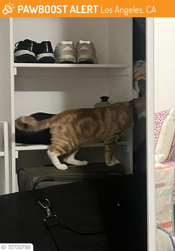 Found/Stray Male Cat last seen Canoga and Roscoe, Los Angeles, CA 91304