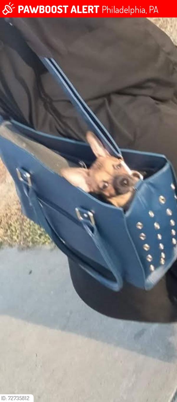 Lost Female Dog last seen s60st woodland av, Philadelphia, PA 19143