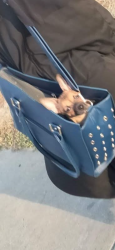 Lost Female Dog last seen s60st woodland av, Philadelphia, PA 19143