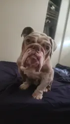 Lost Male Dog last seen Marbach area , San Antonio, TX 78227