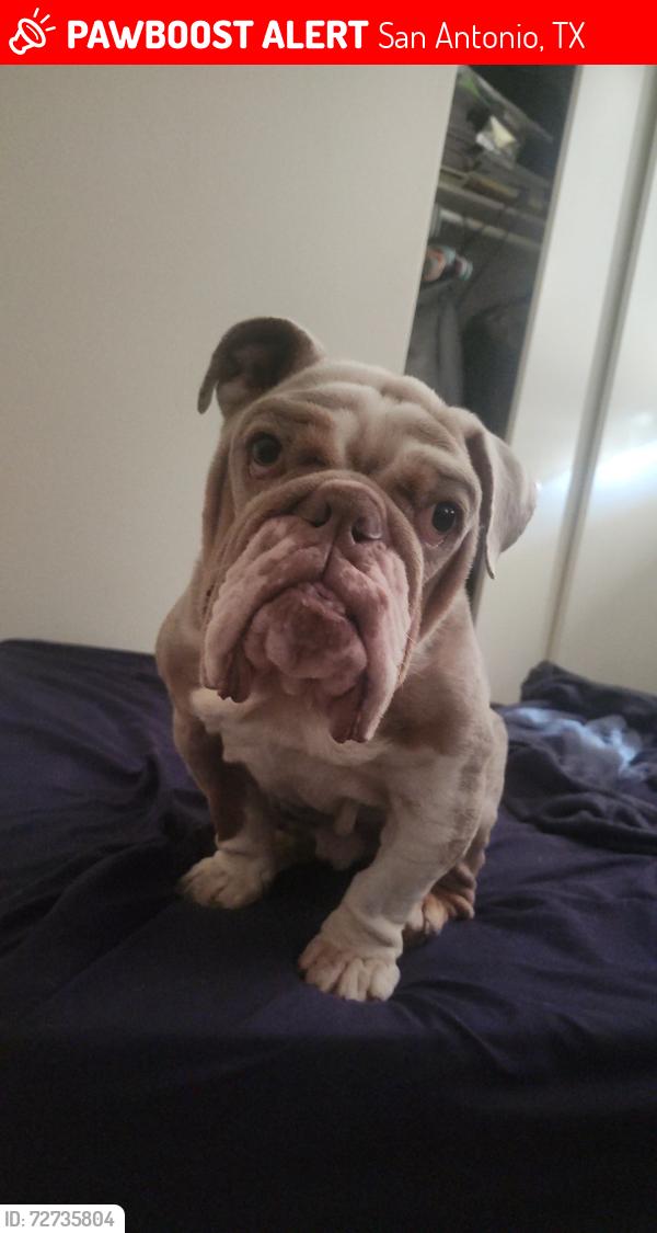 Lost Male Dog last seen Marbach area , San Antonio, TX 78227