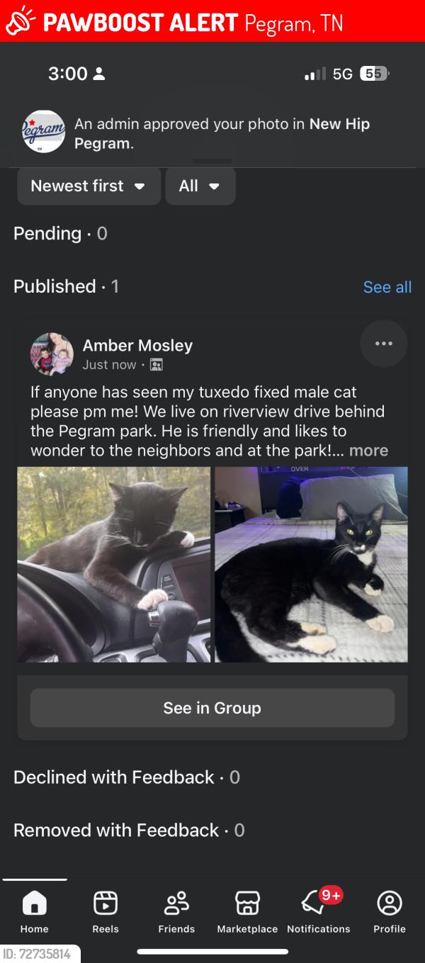 Lost Male Cat last seen Pegram park, Pegram, TN 37143