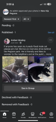 Lost Male Cat last seen Pegram park, Pegram, TN 37143