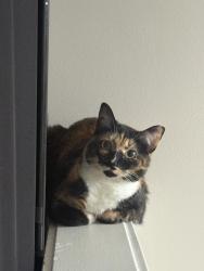 Lost Female Cat last seen Blackman neighborhood/school area , Murfreesboro, TN 37128