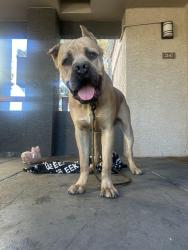 Found/Stray Male Dog last seen Boca park, Las Vegas, NV 89117