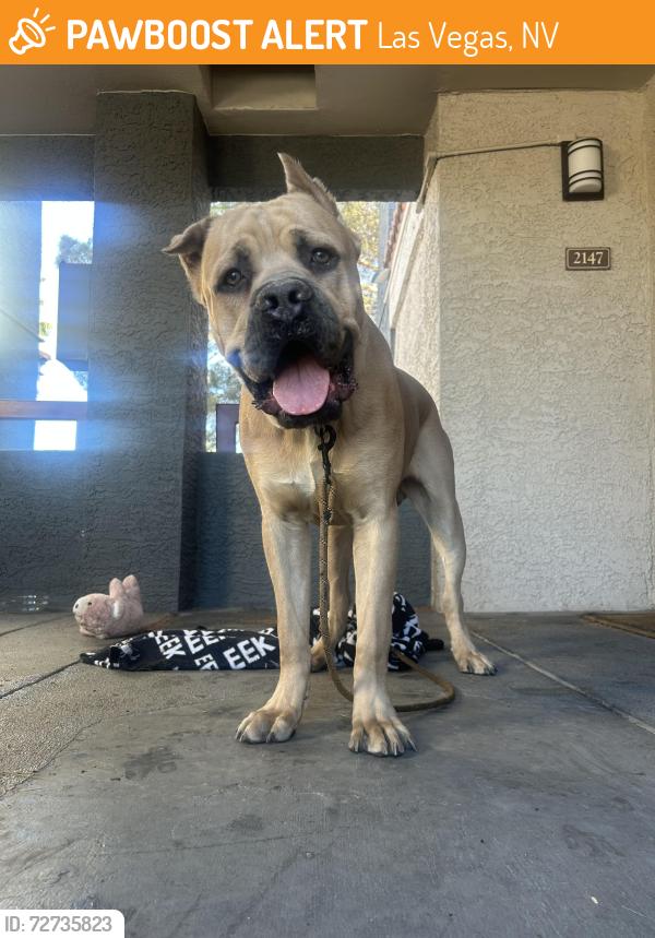 Found/Stray Male Dog last seen Boca park, Las Vegas, NV 89117