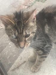 Found/Stray Female Cat last seen Near west river road north Elyria Ohio , Elyria, OH 44035